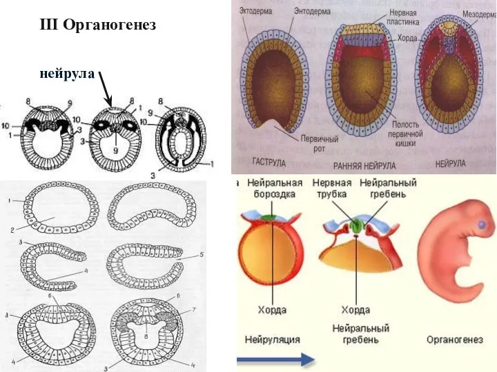 III Органогенез нейрула