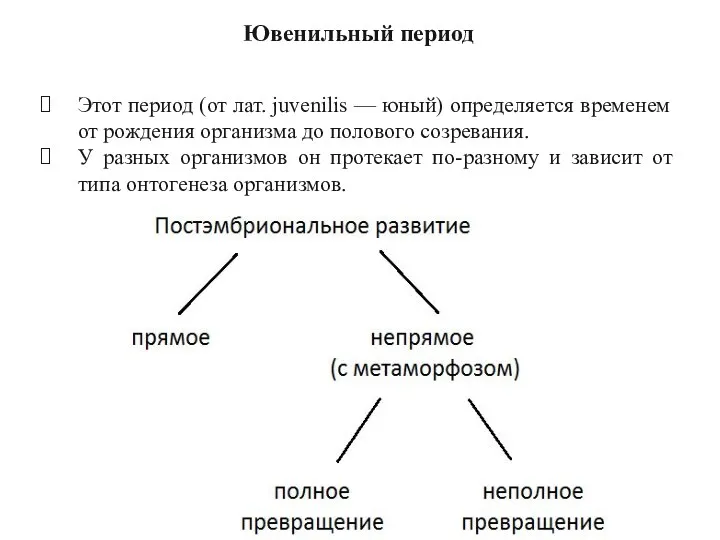 Ювенильный период Этот период (от лат. juvenilis — юный) определяется