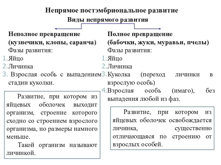 Виды непрямого развития Неполное превращение (кузнечики, клопы, саранча) Фазы развития: