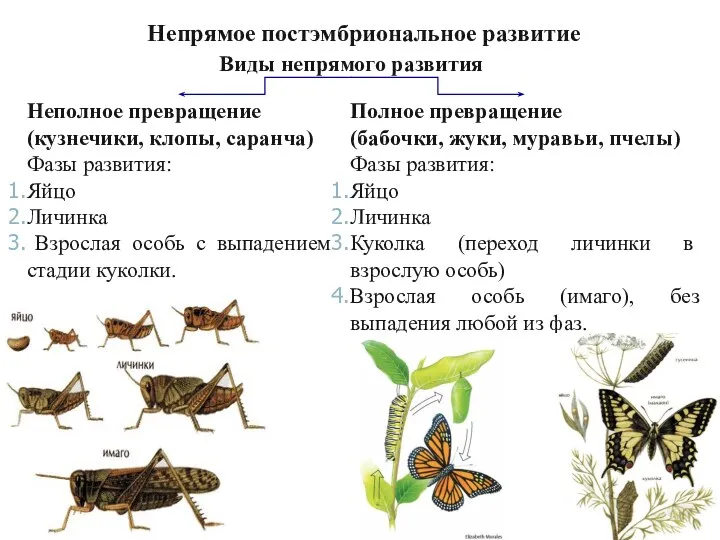 Виды непрямого развития Неполное превращение (кузнечики, клопы, саранча) Фазы развития: