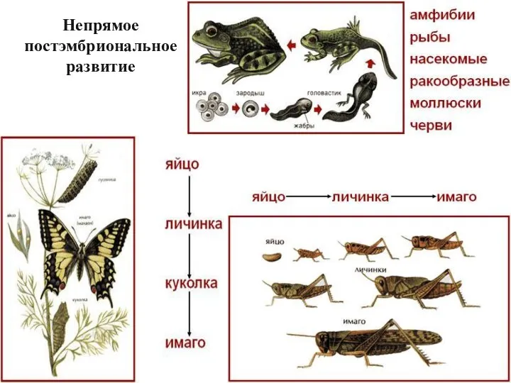 Непрямое постэмбриональное развитие