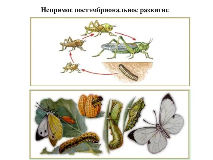 Непрямое постэмбриональное развитие