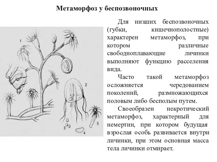 Для низших беспозвоночных (губки, кишечнополостные) характерен метаморфоз, при котором различные