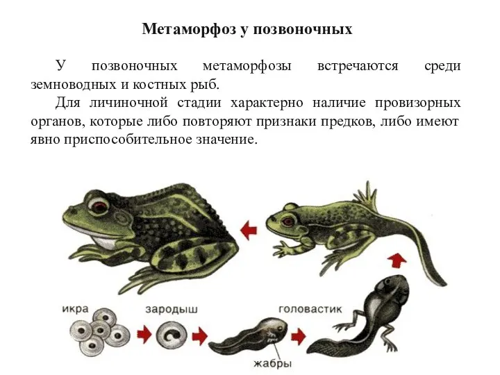 У позвоночных метаморфозы встречаются среди земноводных и костных рыб. Для