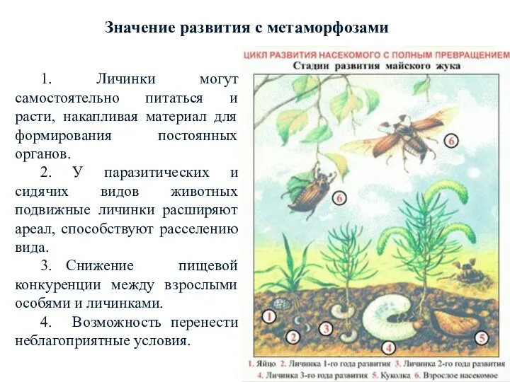 Значение развития с метаморфозами 1. Личинки могут самостоятельно питаться и