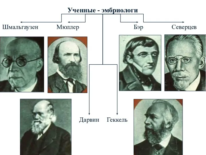 Ученные - эмбриологи Мюллер Северцев Шмальгаузен Бэр Дарвин Геккель