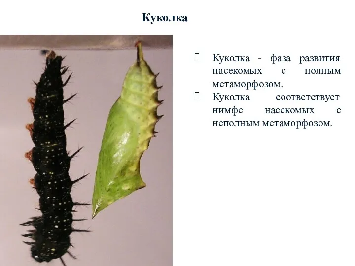 Куколка Куколка - фаза развития насекомых с полным метаморфозом. Куколка соответствует нимфе насекомых с неполным метаморфозом.