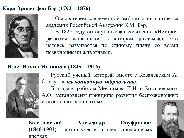 Карл Эрнест фон Бэр (1792 – 1876) Основателем современной эмбриологии