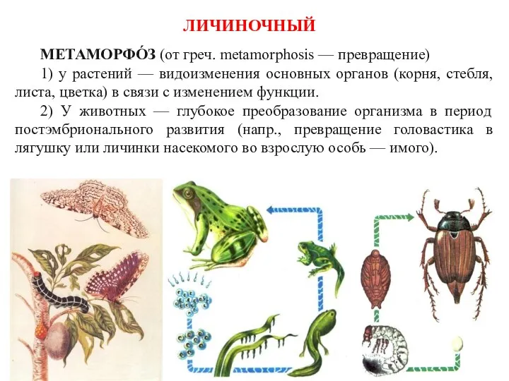 ЛИЧИНОЧНЫЙ МЕТАМОРФО́З (от греч. metamorphosis — превращение) 1) у растений