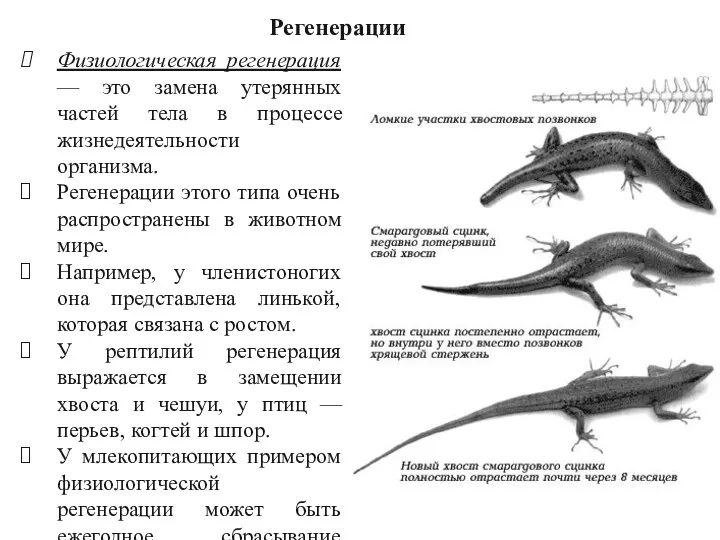 Регенерации Физиологическая регенерация — это замена утерянных частей тела в