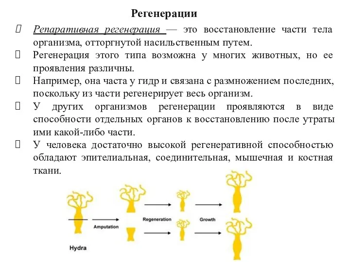 Репаративная регенерация — это восстановление части тела организма, отторгнутой насильственным