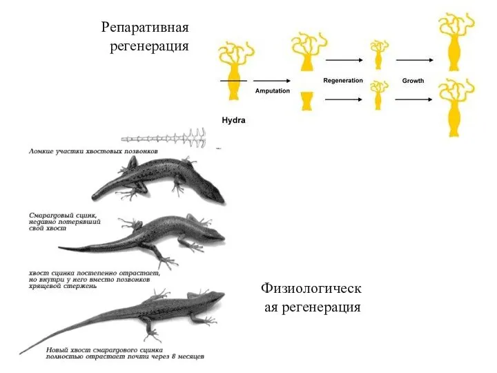 Репаративная регенерация Физиологическая регенерация