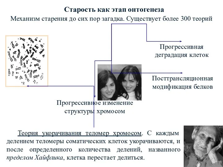 Старость как этап онтогенеза Механизм старения до сих пор загадка.