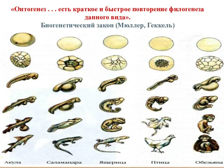 «Онтогенез . . . есть краткое и быстрое повторение филогенеза данного вида». Биогенетический закон (Мюллер, Геккель)