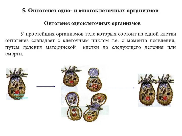 Онтогенез одноклеточных организмов У простейших организмов тело которых состоит из