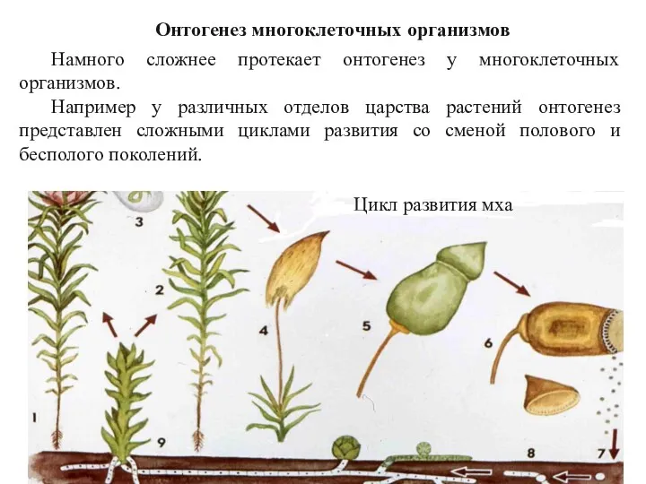 Онтогенез многоклеточных организмов Намного сложнее протекает онтогенез у многоклеточных организмов.