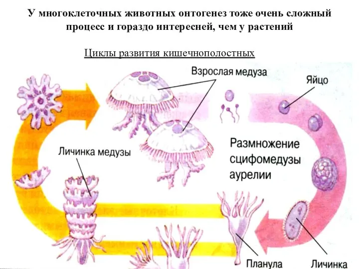 У многоклеточных животных онтогенез тоже очень сложный процесс и гораздо