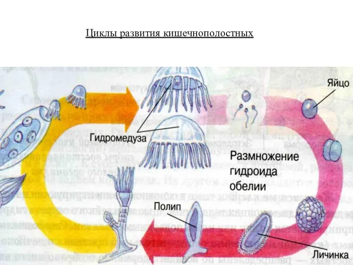 Циклы развития кишечнополостных