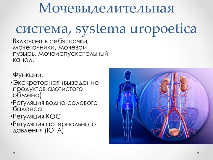 Мочевыделительная система, systema uropoetica Включает в себя: почки, мочеточники, мочевой