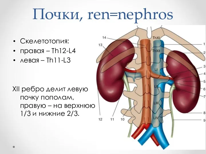 Почки, ren=nephros Скелетотопия: правая – Th12-L4 левая – Th11-L3 XII