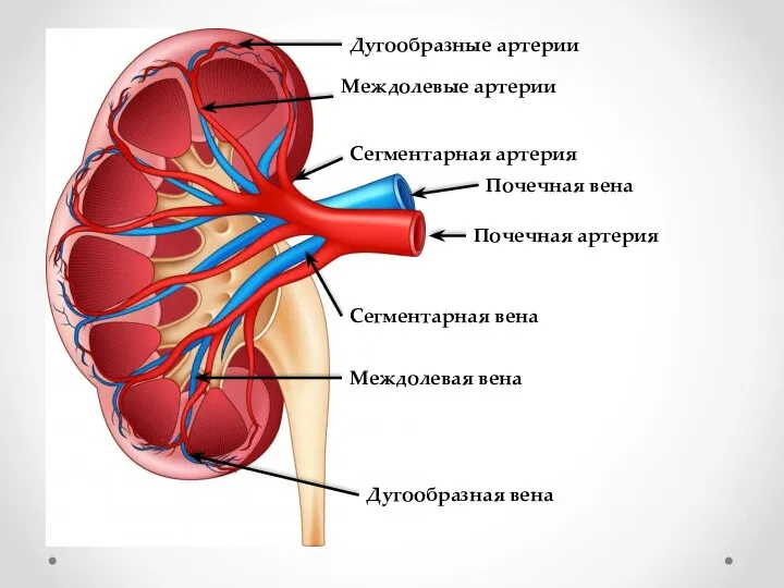 Почечная артерия Сегментарная артерия Междолевые артерии Дугообразные артерии Почечная вена Сегментарная вена Междолевая вена Дугообразная вена