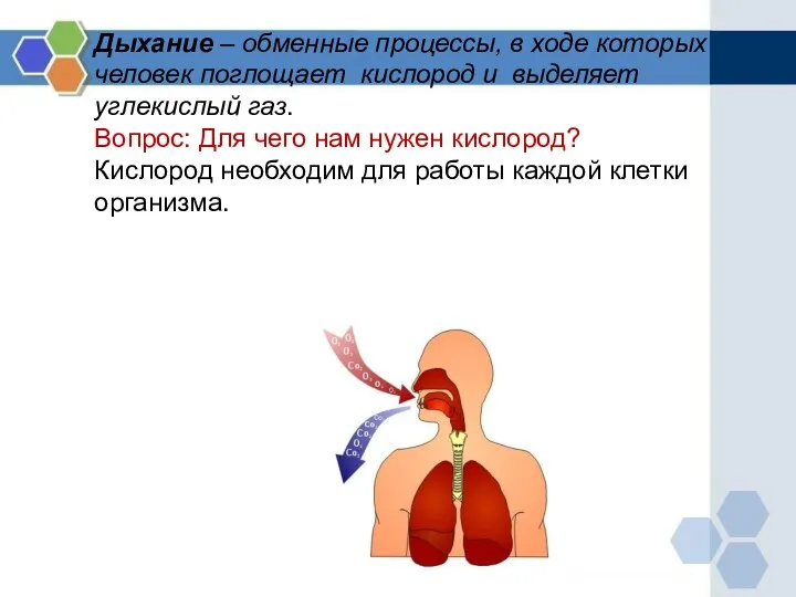 Дыхание – обменные процессы, в ходе которых человек поглощает кислород