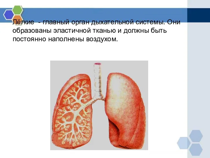 Лёгкие - главный орган дыхательной системы. Они образованы эластичной тканью и должны быть постоянно наполнены воздухом.
