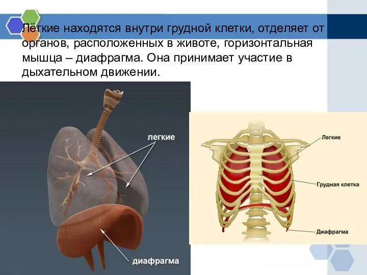 Лёгкие находятся внутри грудной клетки, отделяет от органов, расположенных в