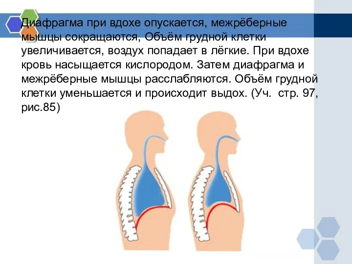 Диафрагма при вдохе опускается, межрёберные мышцы сокращаются, Объём грудной клетки