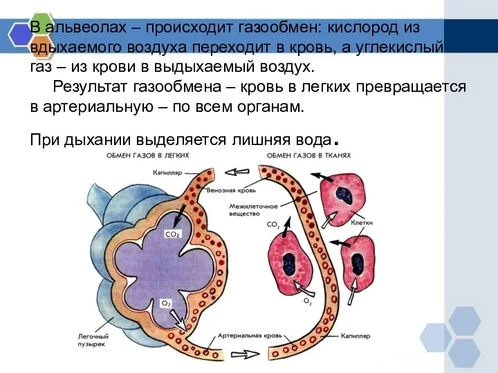 В альвеолах – происходит газообмен: кислород из вдыхаемого воздуха переходит