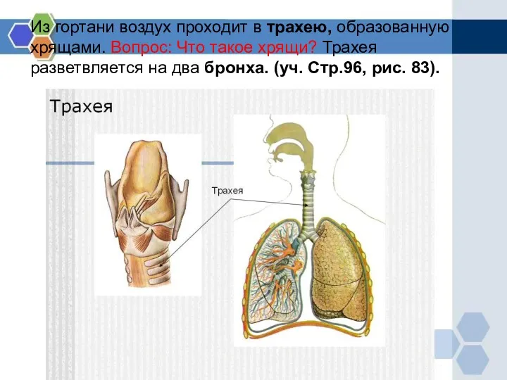 Из гортани воздух проходит в трахею, образованную хрящами. Вопрос: Что