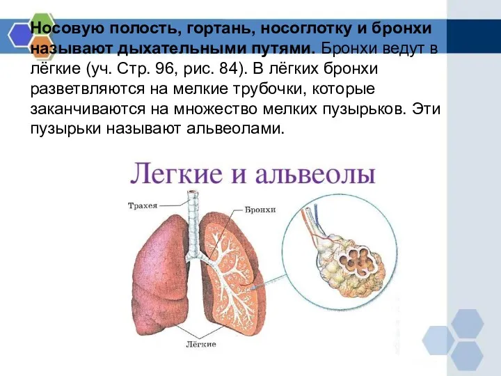 Носовую полость, гортань, носоглотку и бронхи называют дыхательными путями. Бронхи