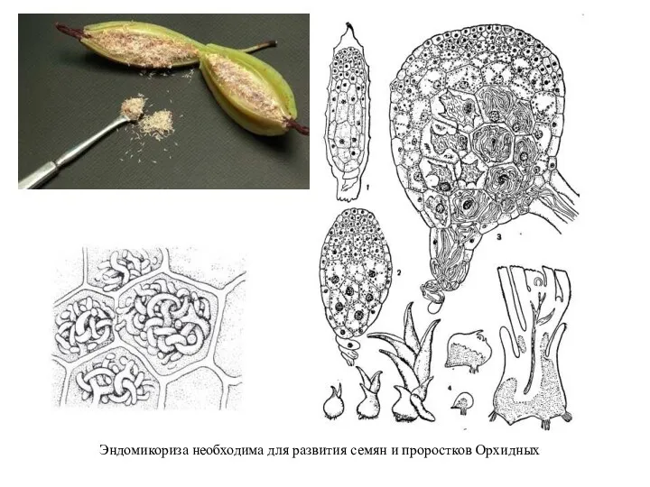 Эндомикориза необходима для развития семян и проростков Орхидных