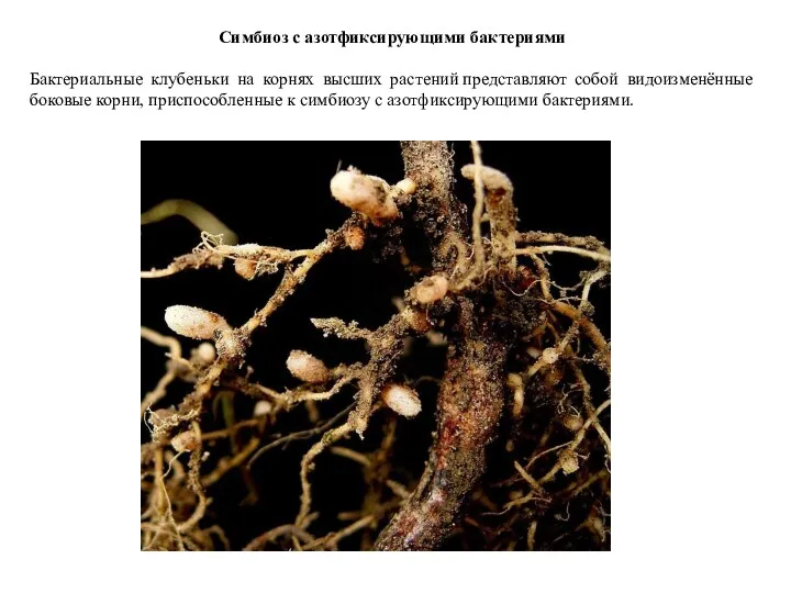 Симбиоз с азотфиксирующими бактериями Бактериальные клубеньки на корнях высших растений