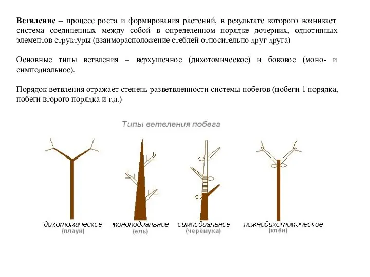 Ветвление – процесс роста и формирования растений, в результате которого