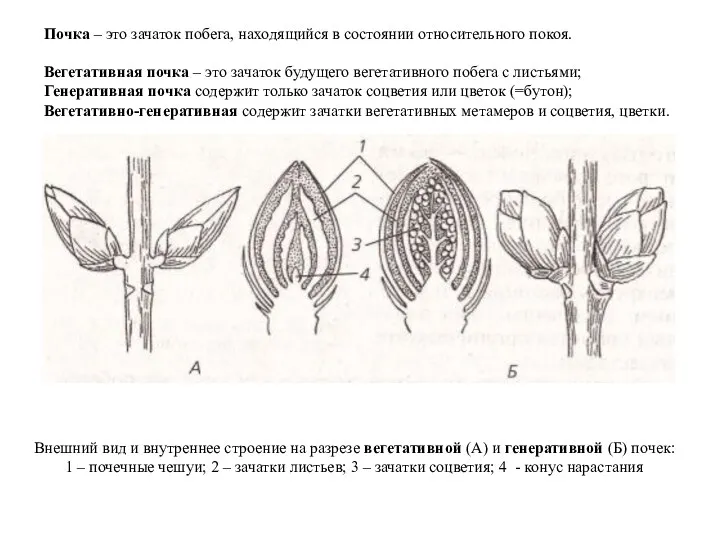 Внешний вид и внутреннее строение на разрезе вегетативной (А) и