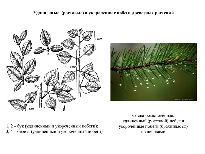 Удлиненные (ростовые) и укороченные побеги древесных растений 1, 2 –