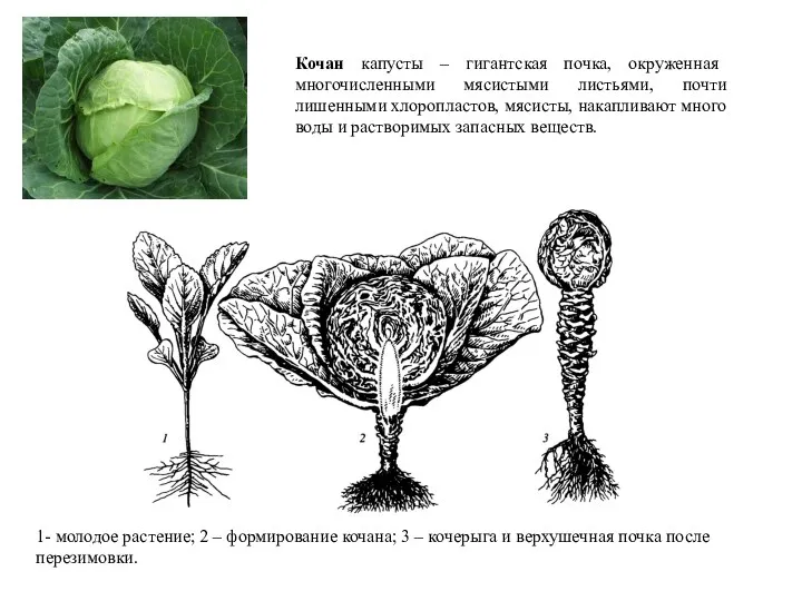 Кочан капусты – гигантская почка, окруженная многочисленными мясистыми листьями, почти