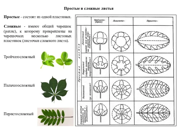 Простые и сложные листья Простые - состоят из одной пластинки.