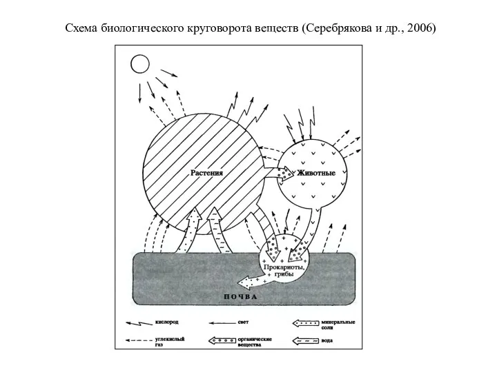 Схема биологического круговорота веществ (Серебрякова и др., 2006)