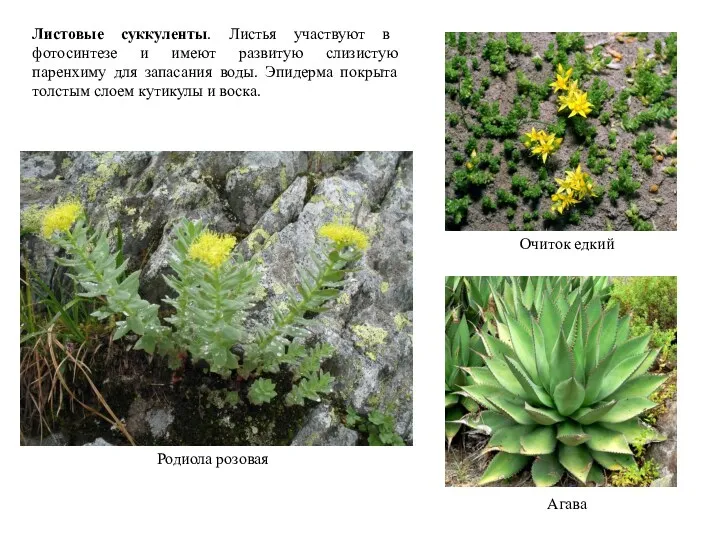 Листовые суккуленты. Листья участвуют в фотосинтезе и имеют развитую слизистую