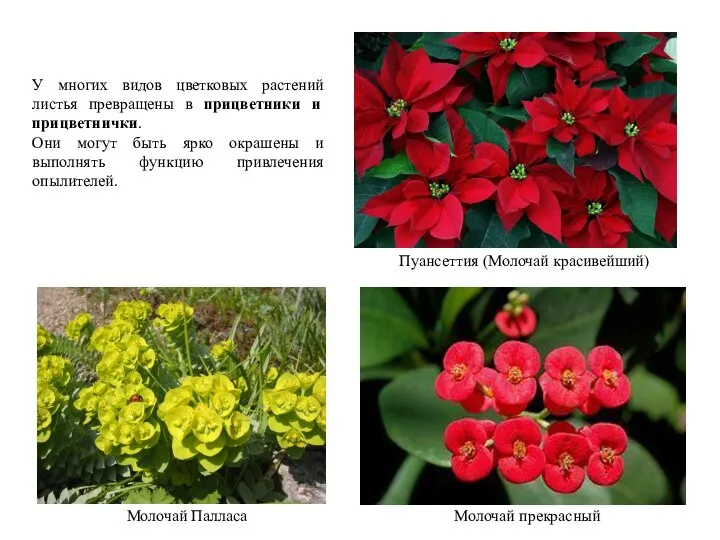 Молочай прекрасный Пуансеттия (Молочай красивейший) Молочай Палласа У многих видов