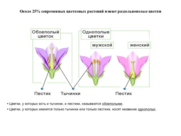 Около 25% современных цветковых растений имеют раздельнополые цветки