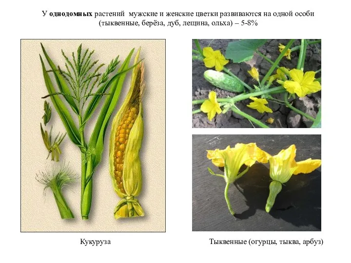 Кукуруза Тыквенные (огурцы, тыква, арбуз) У однодомных растений мужские и