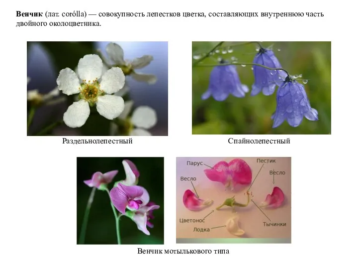 Венчик (лат. corólla) — совокупность лепестков цветка, составляющих внутреннюю часть