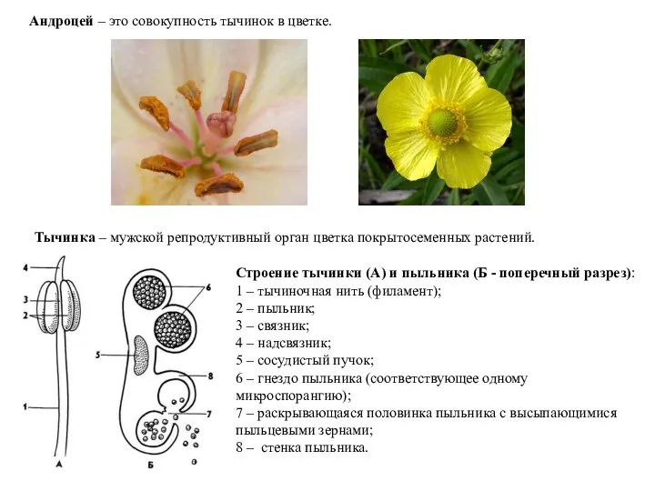 Андроцей – это совокупность тычинок в цветке. Строение тычинки (А)