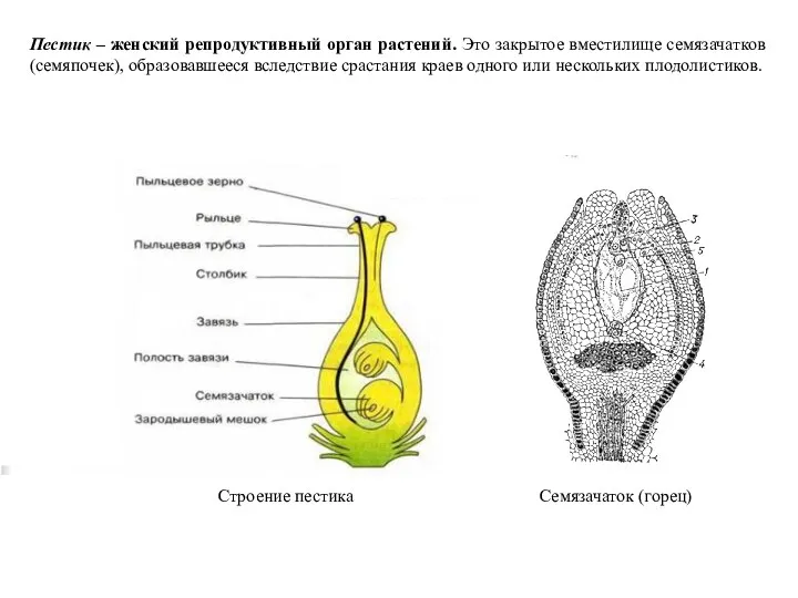 Пестик – женский репродуктивный орган растений. Это закрытое вместилище семязачатков