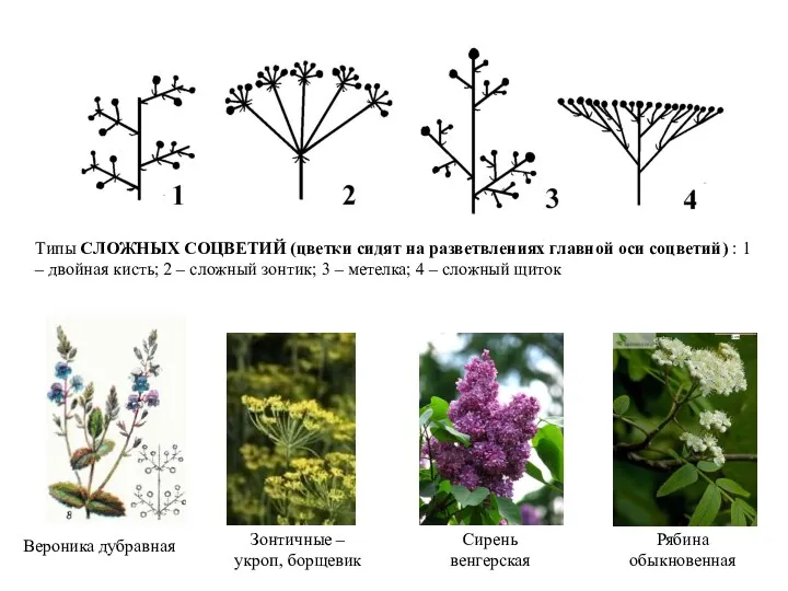 Типы СЛОЖНЫХ СОЦВЕТИЙ (цветки сидят на разветвлениях главной оси соцветий)