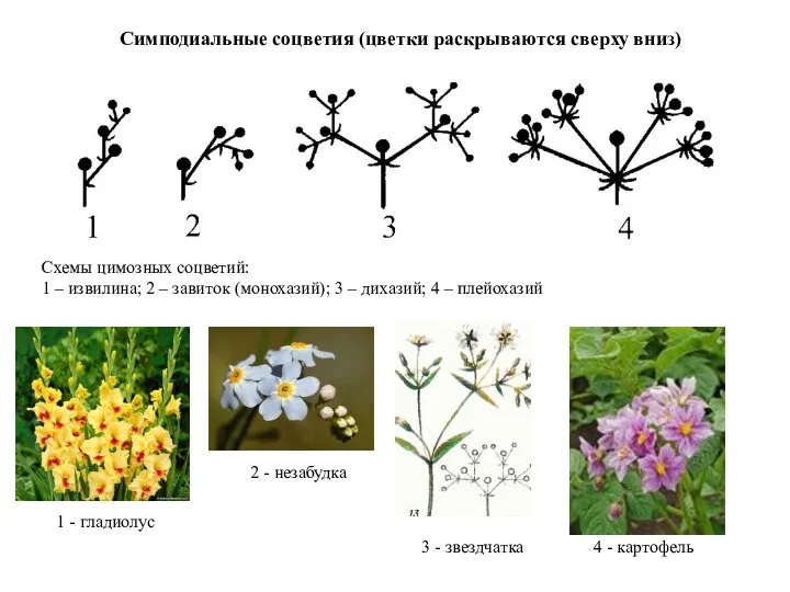 Схемы цимозных соцветий: 1 – извилина; 2 – завиток (монохазий);
