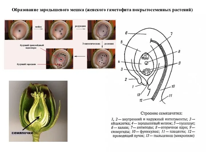 Образование зародышевого мешка (женского гаметофита покрытосеменных растений)